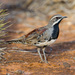 Chestnut Quail-Thrush - Photo (c) Peter Jacobs, some rights reserved (CC BY-SA)