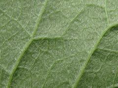 Clematis ouachitensis