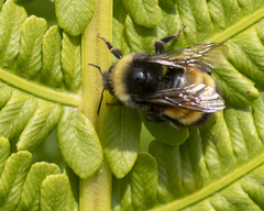 Bombus terricola image