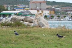 Corvus cornix