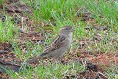 Passer domesticus