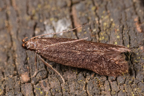 Acanthophila latipennella