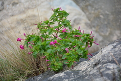Mirabilis jalapa