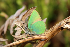 Callophrys rubi