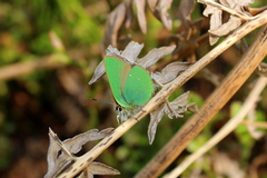 Callophrys rubi