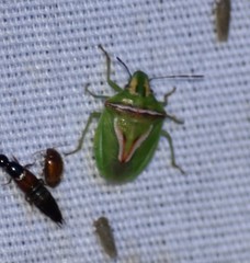 Cyptocephala elegans