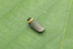 Plectoderes collaris