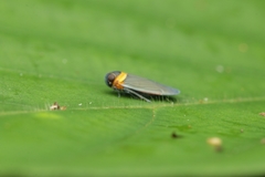 Plectoderes collaris