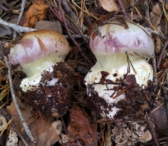 Cortinarius xanthophyllus