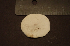 Jacksonaster depressum