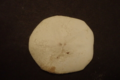 Jacksonaster depressum