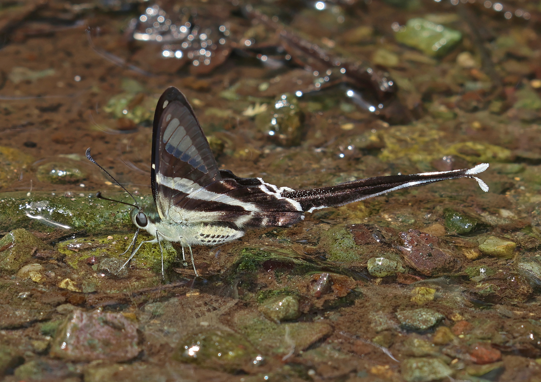 White Dragontail