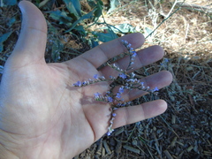 Limonium brevipetiolatum