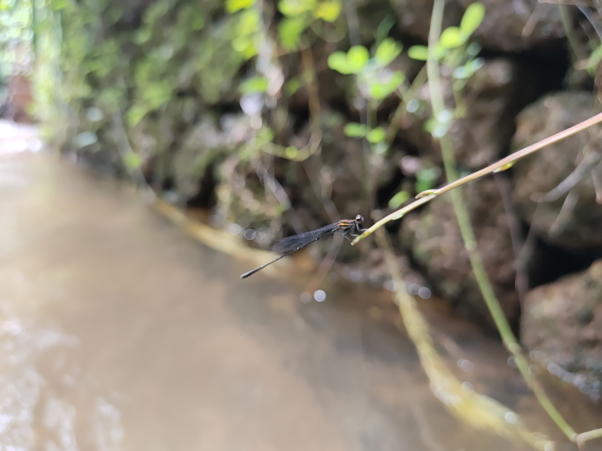 Orange-Striped Threadtail