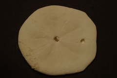 Jacksonaster depressum