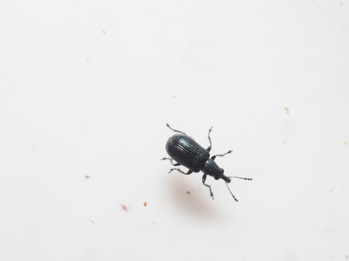 Temnocerus coeruleus