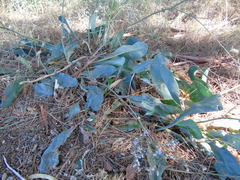 Limonium brevipetiolatum