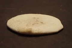Jacksonaster depressum