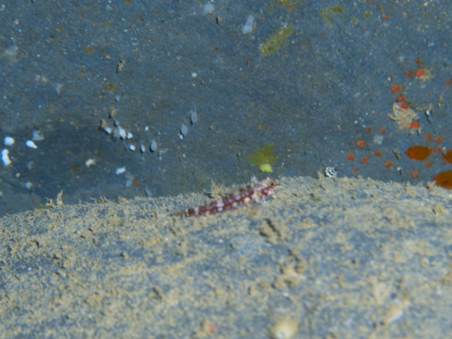 Enneapterygius atriceps observed 2025-07-04
