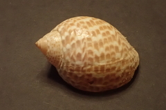 Tonna perdix