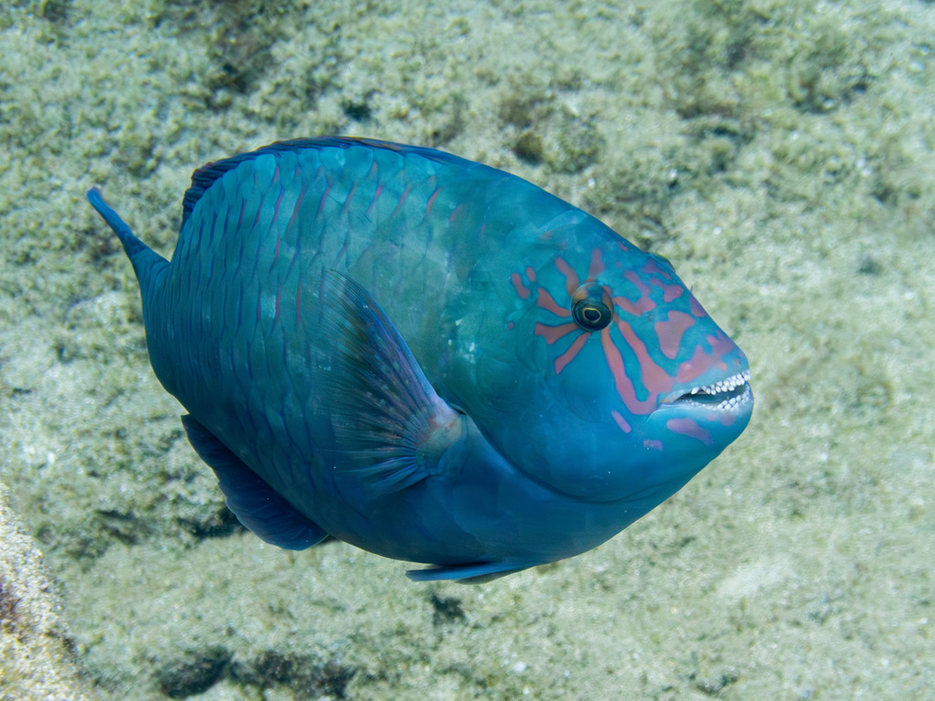 Stareye Parrotfish