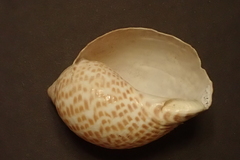 Tonna perdix