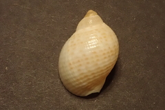 Tonna perdix