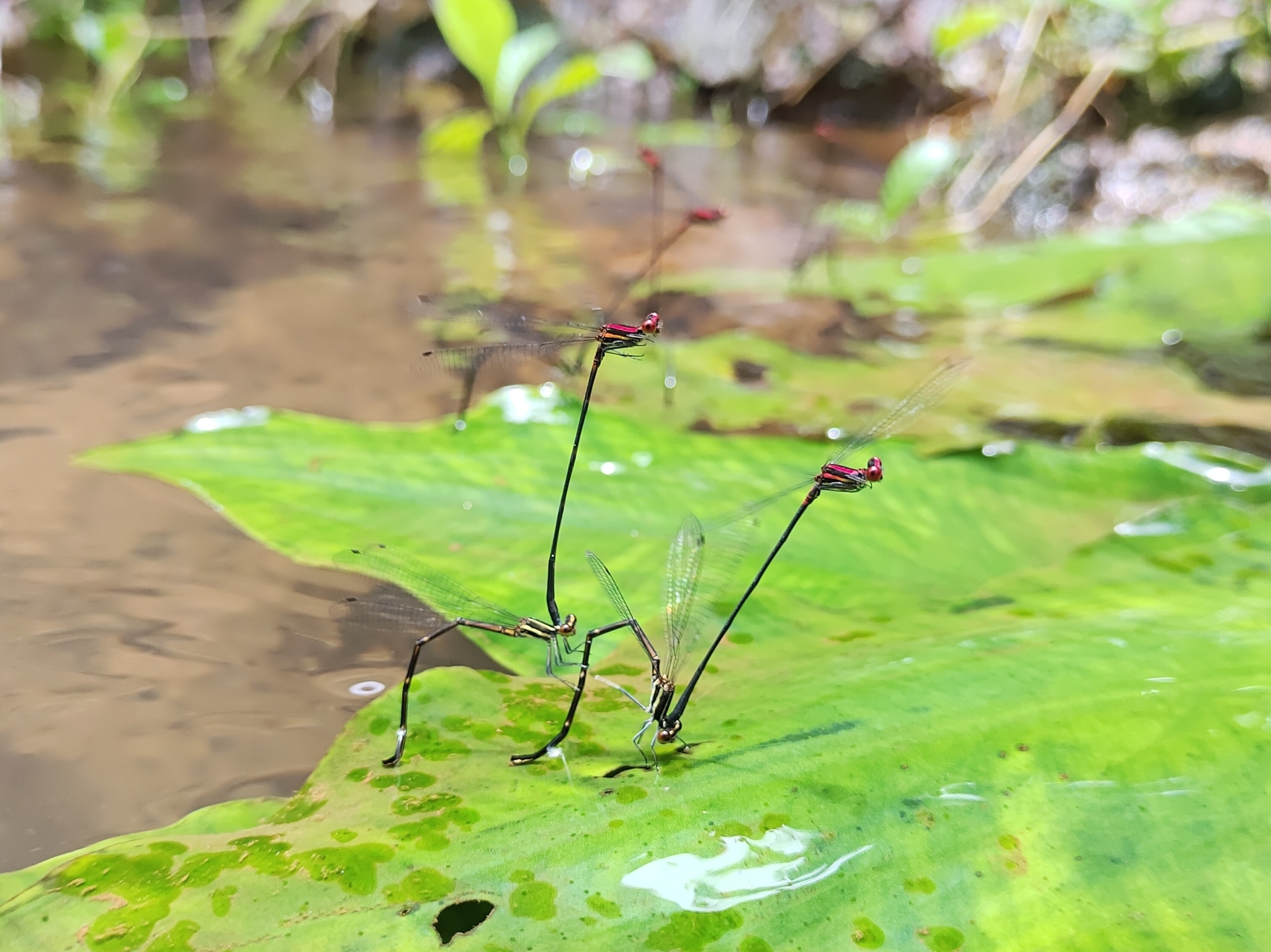 Malabar Threadtail