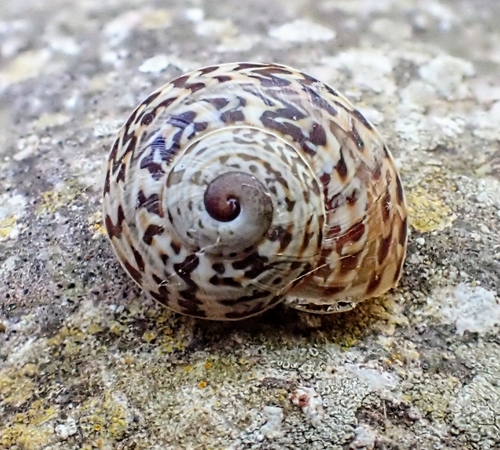 Iberellus campanyonii