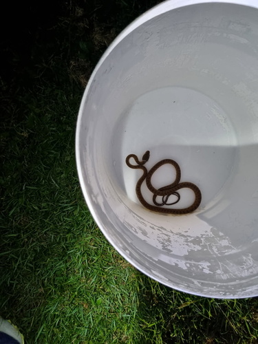 Brown Tree Snake sighting