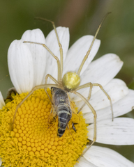 Parancistrocerus pensylvanicus