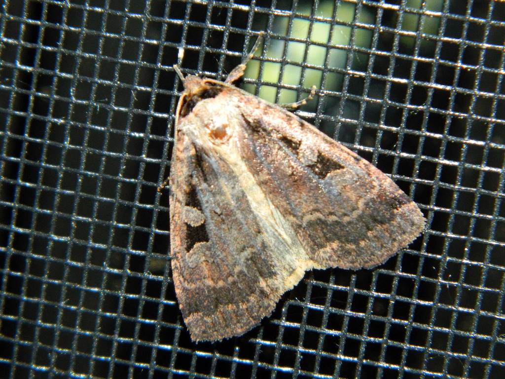 Two-spotted Dart