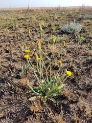 Crepis hypochaeridea