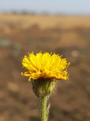 Crepis hypochaeridea