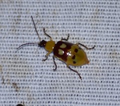 Paranapiacaba connexa