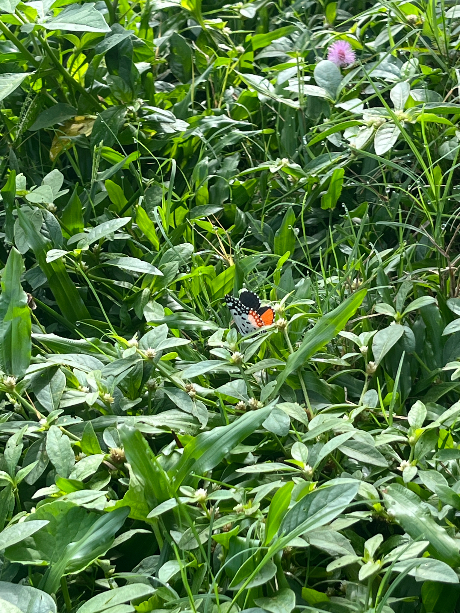 Red Pierrot