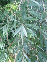 Salix