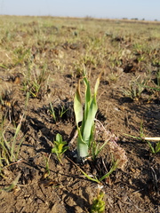 Ledebouria marginata