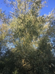 Salix