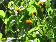 Lasianthaea macrocephala