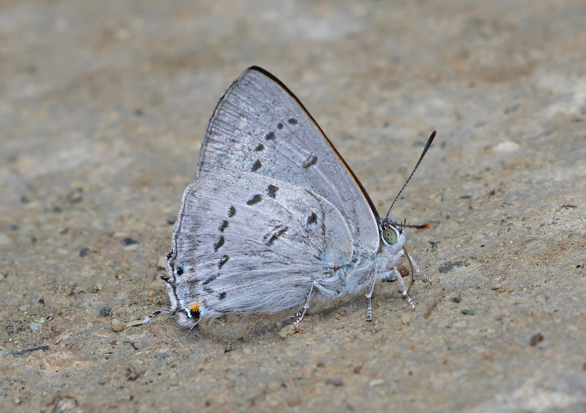 Bi-Spot Royal