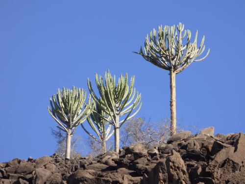 Euphorbia eduardoi image
