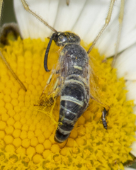 Parancistrocerus pensylvanicus