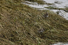 Calidris alpina