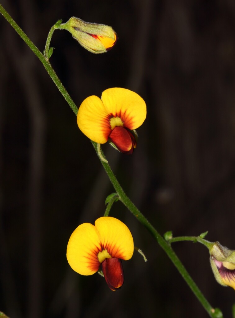 Isotropis petrensis