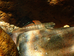 Orange-Fin Stiphodon photo 1