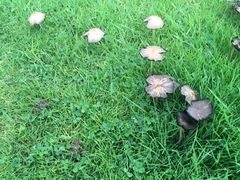 Candolleomyces candolleanus