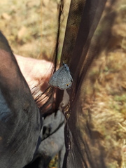 Lepidochrysops patricia