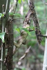 Furcifer rhinoceratus