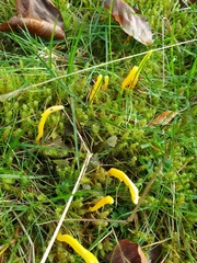 Clavulinopsis helvola